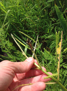 Image of Milkweed Tussock Moth