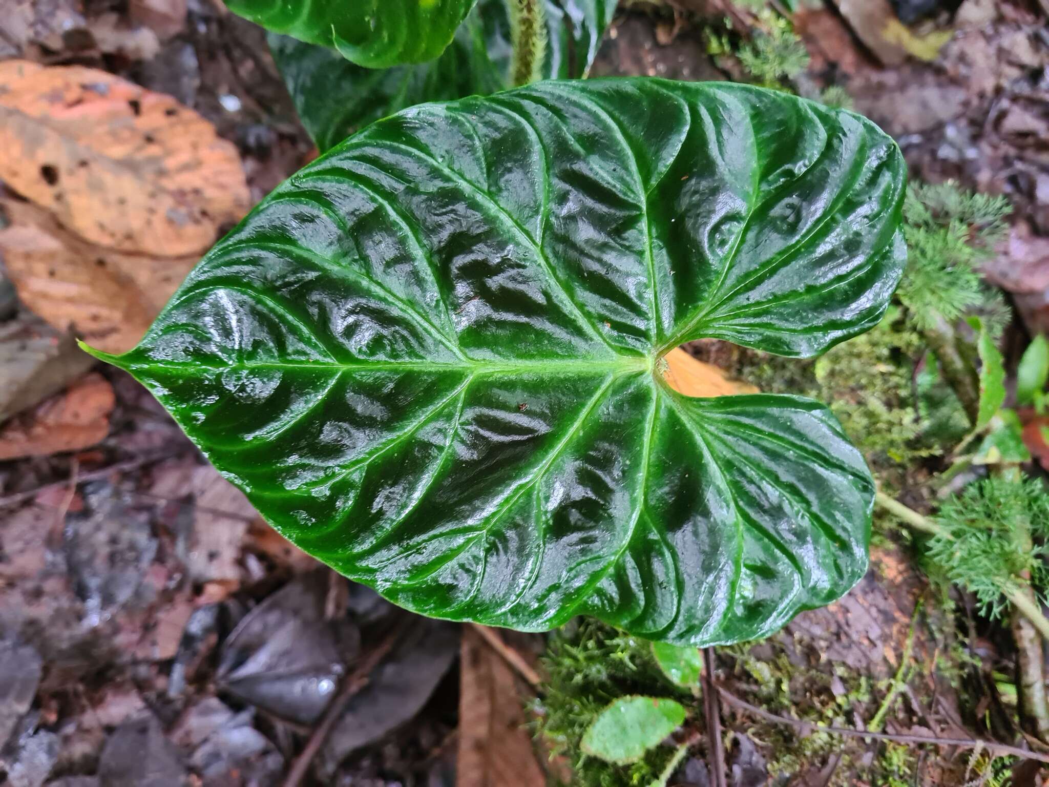 Image of Philodendron verrucosum L. Mathieu ex Schott