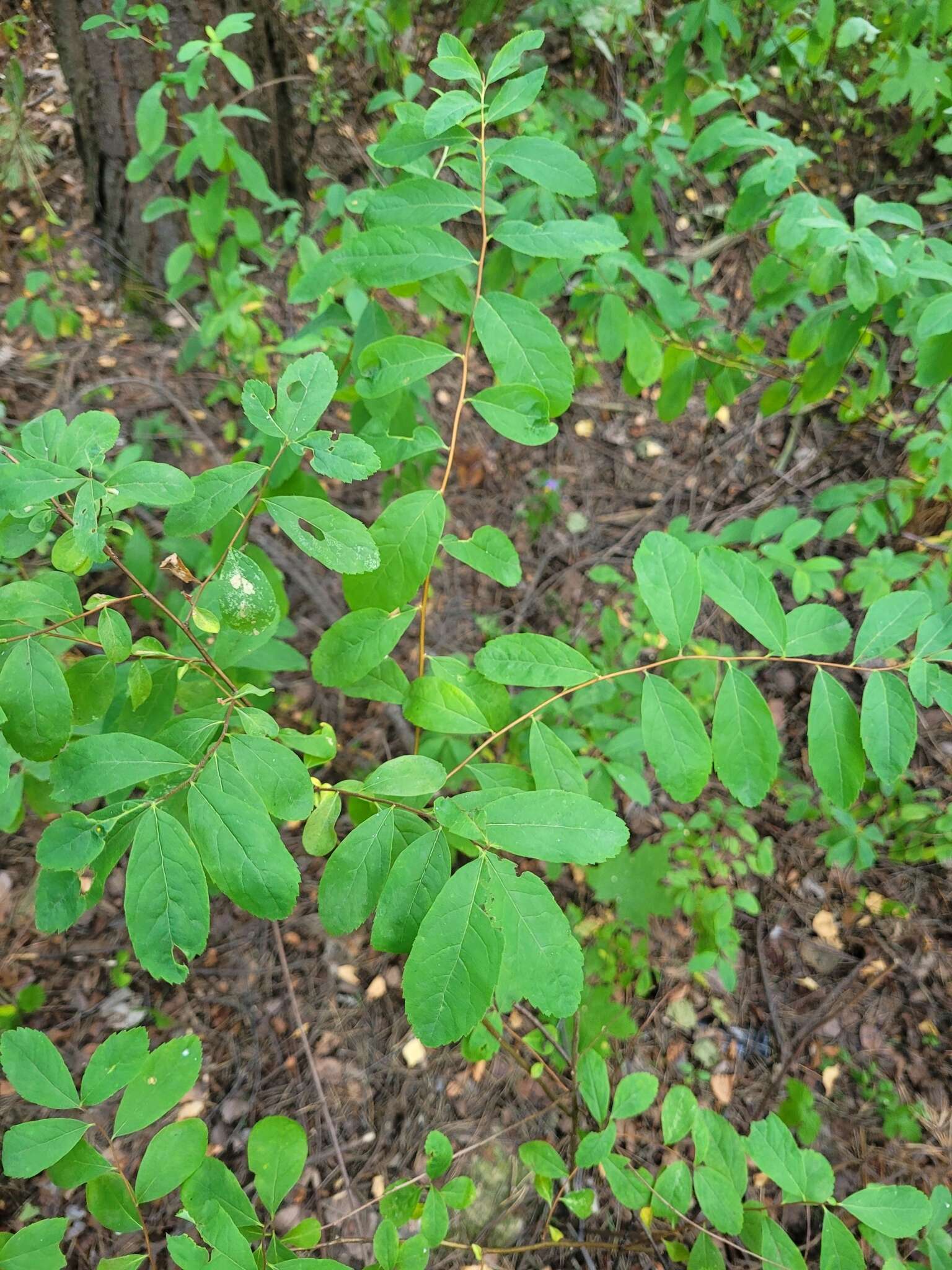 Image of Menzies' spirea