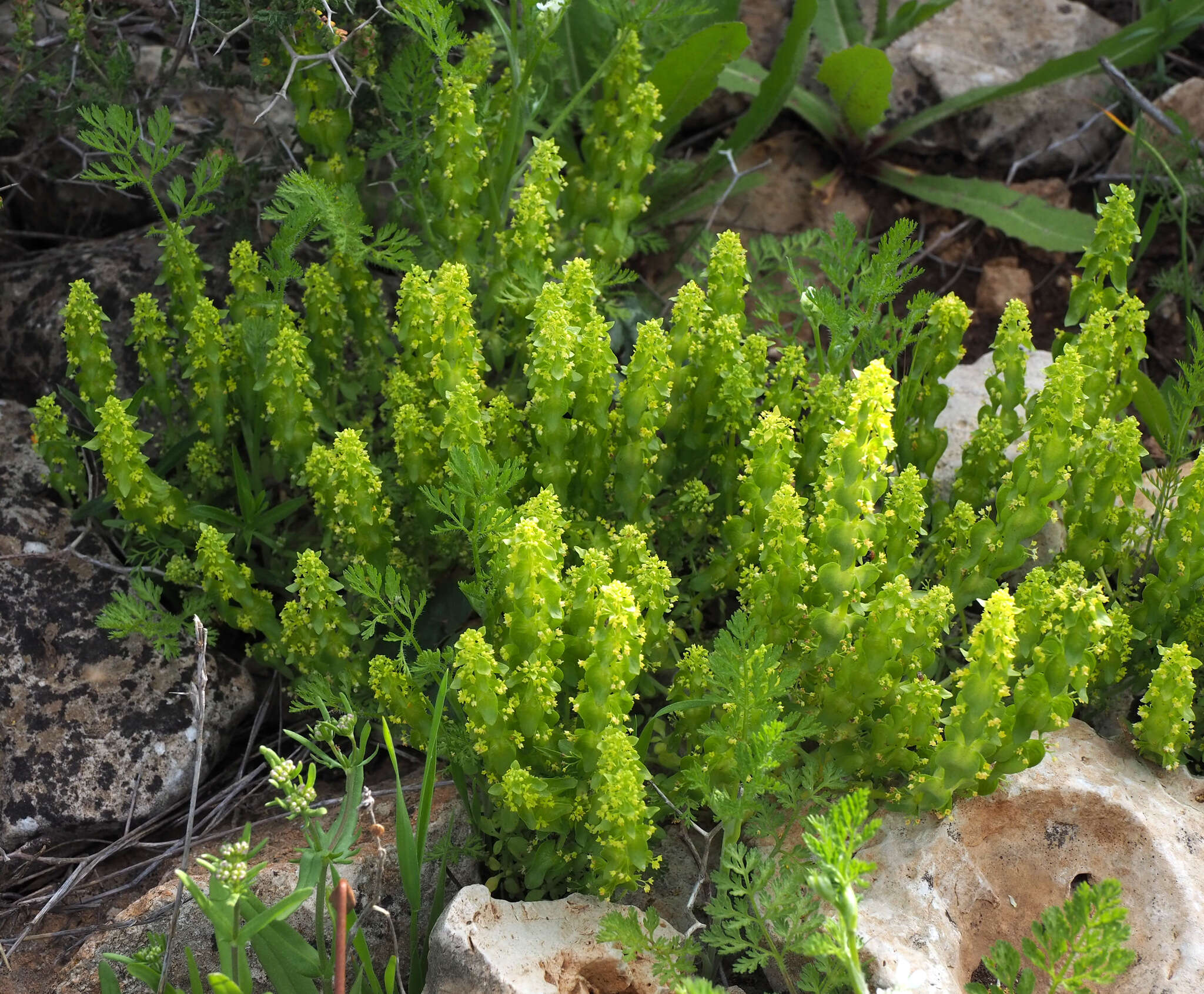 Image of Cruciata articulata (L.) Ehrend.