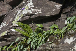 Imagem de Omphalodes rupestris Rupr. ex Boiss.