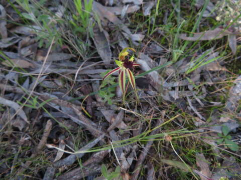 Image of Bow-lip spider orchid