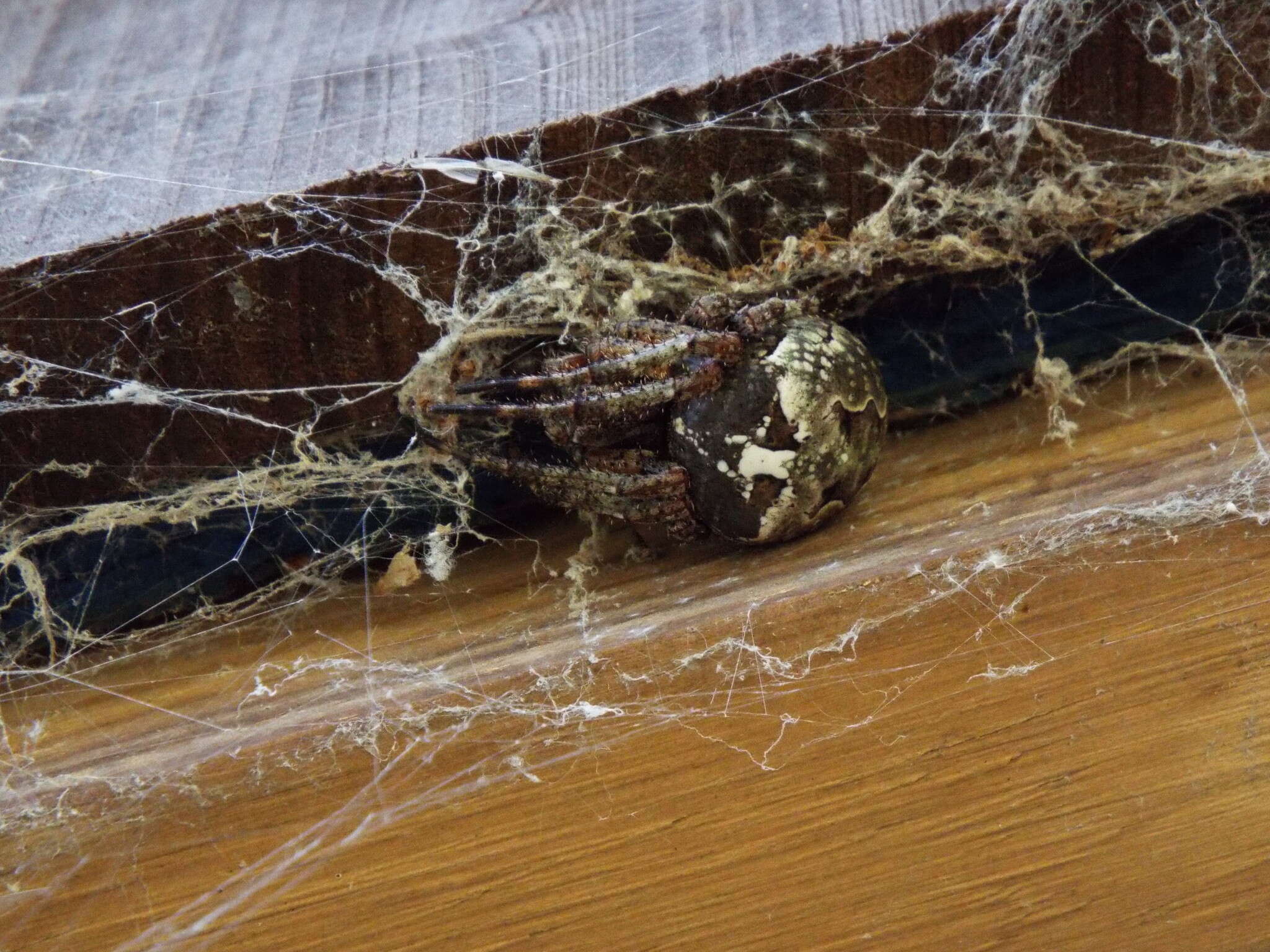 Image of Giant Lichen Orbweaver