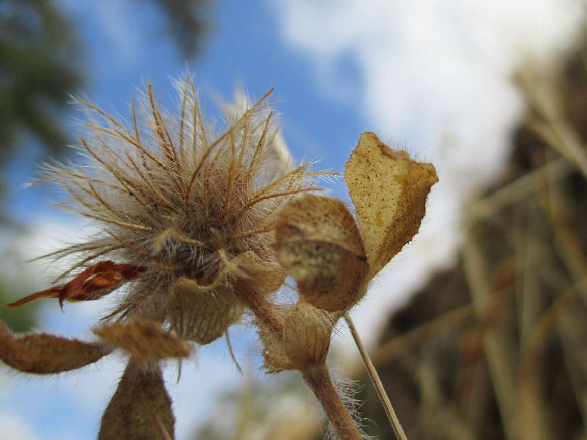 Image of rose clover