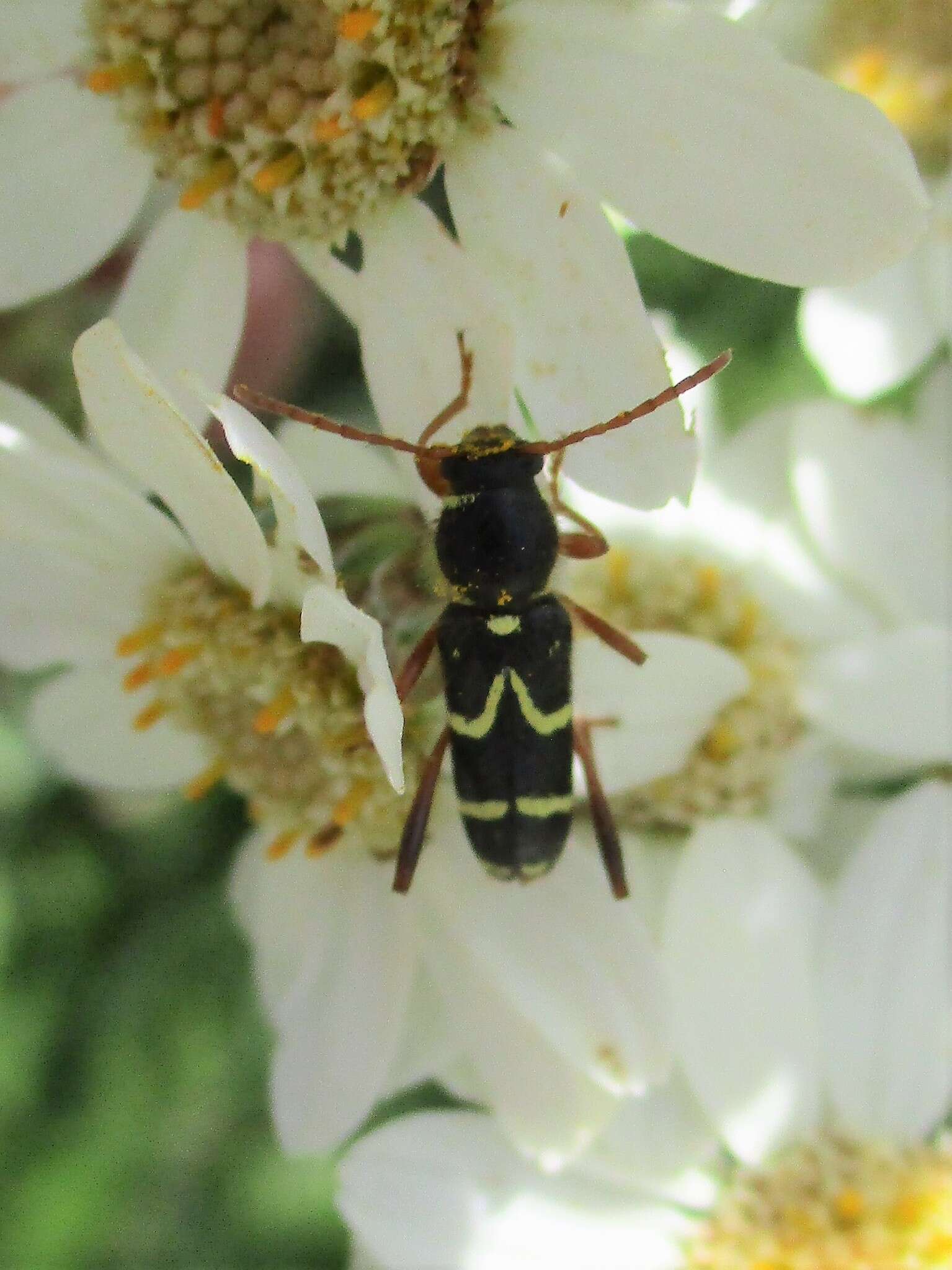 Image of Clytus rhamni Germar 1817