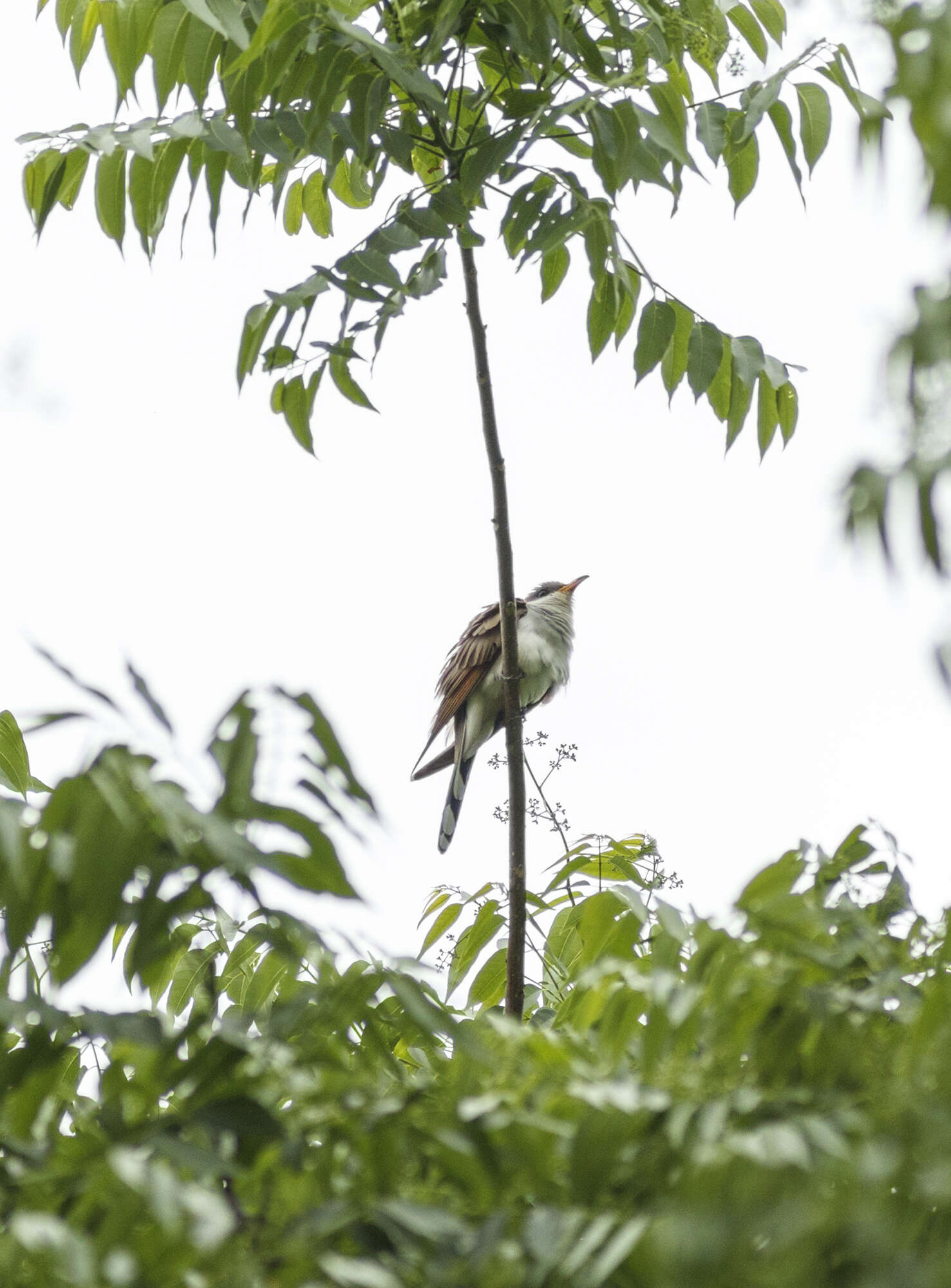 Image of Yellow-billed Cuckoo