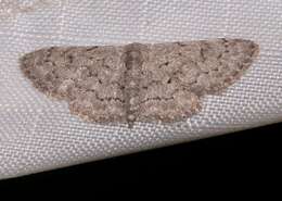 Image of Idaea violacearia Walker 1861