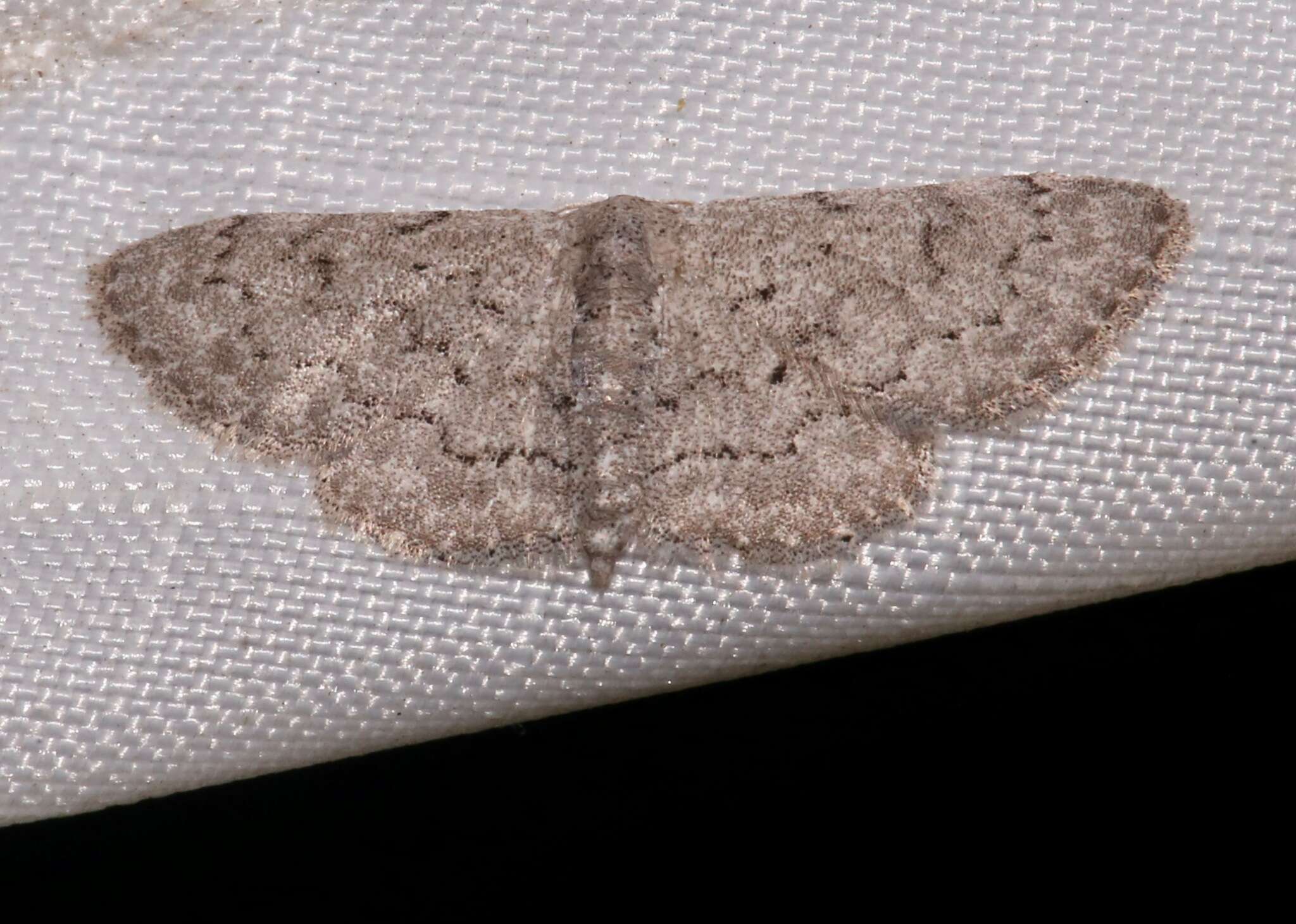 Image of Idaea violacearia Walker 1861