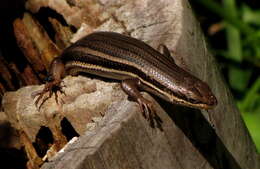 Image of Trachylepis homalocephala (Wiegmann 1828)