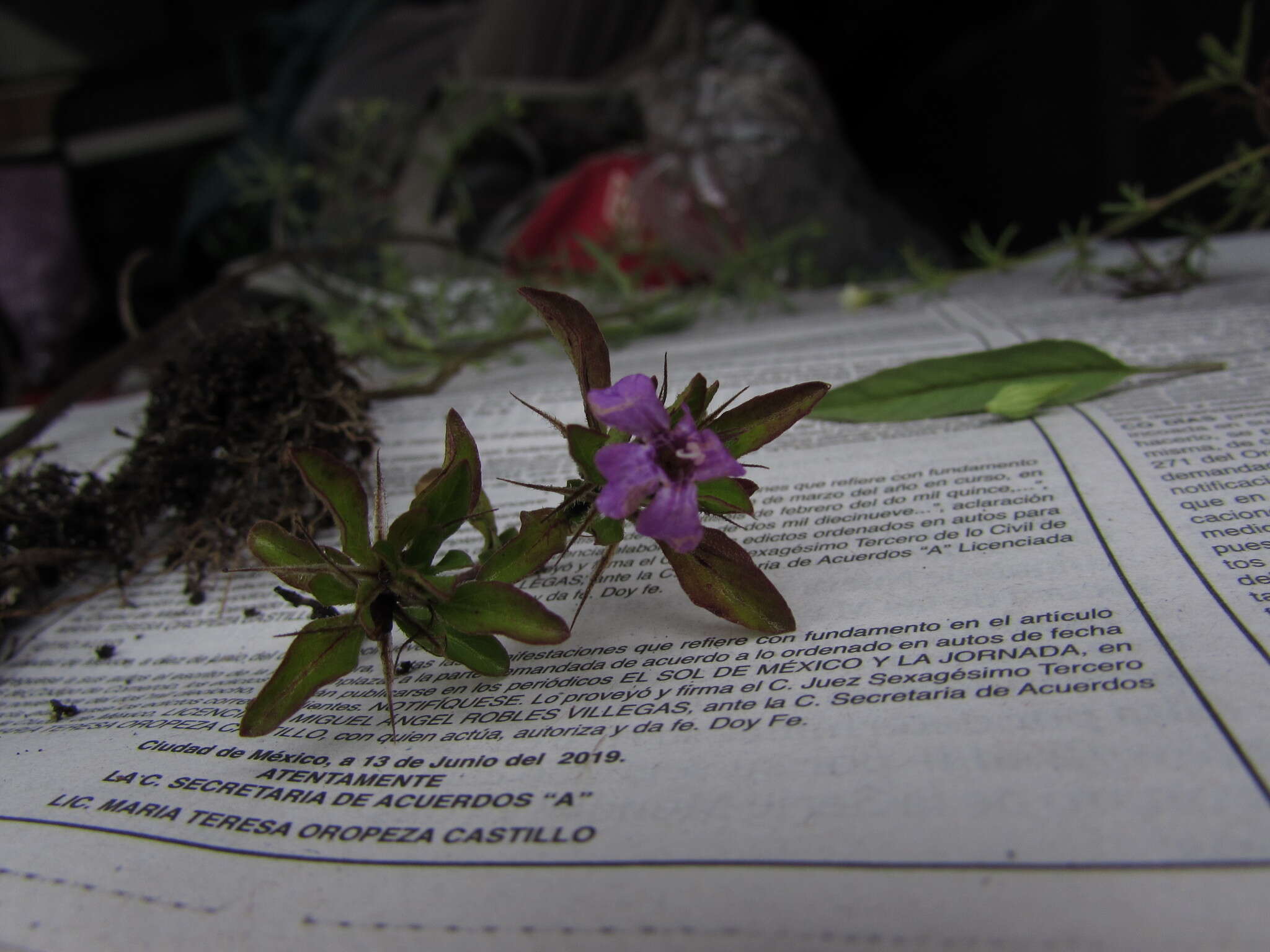 Dyschoriste capitata (Oerst.) Kuntze resmi