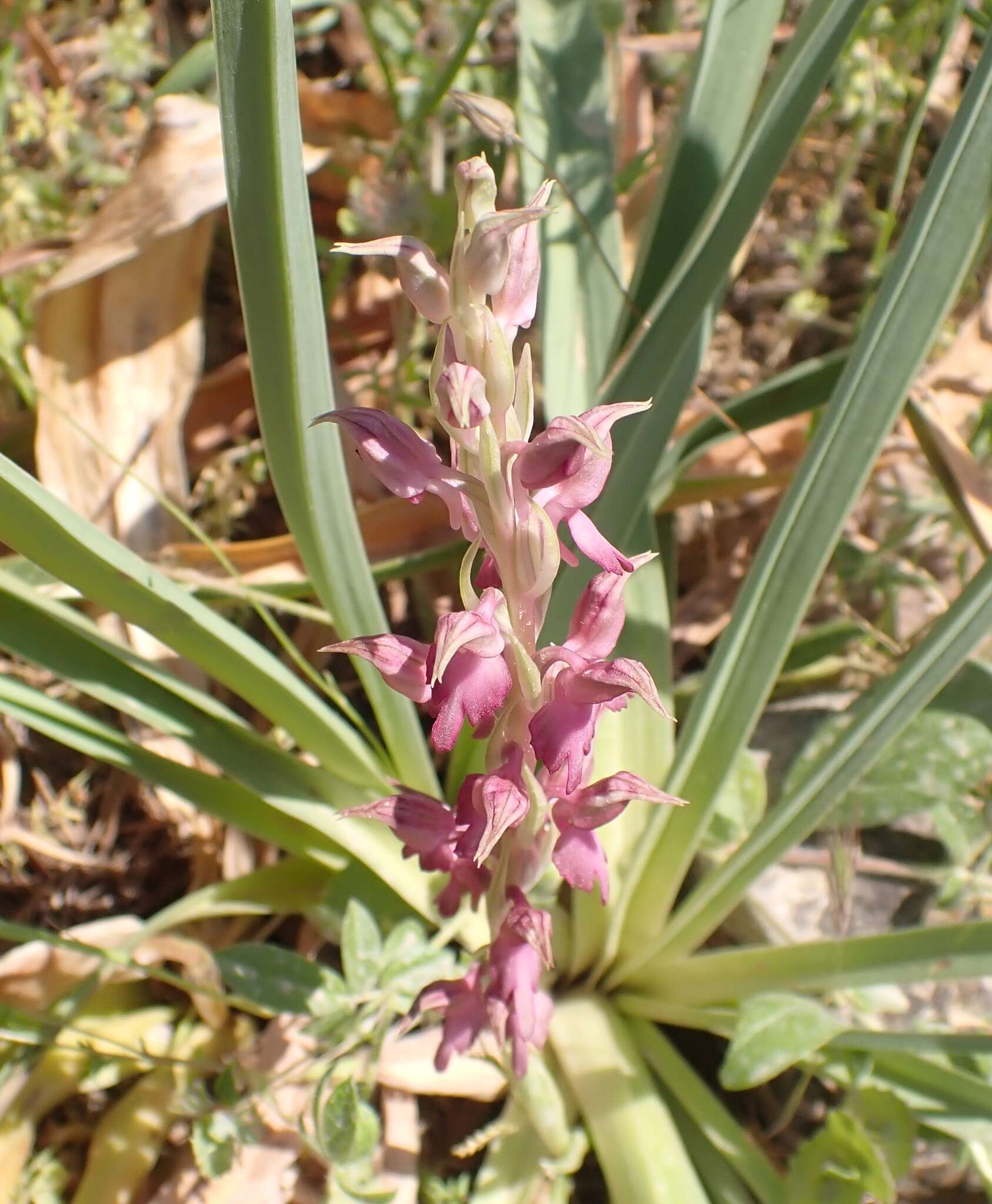 Image of Anacamptis sancta (L.) R. M. Bateman, Pridgeon & M. W. Chase