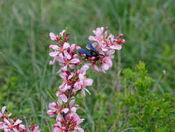 Plancia ëd Xylocopa valga Gerstäcker 1872