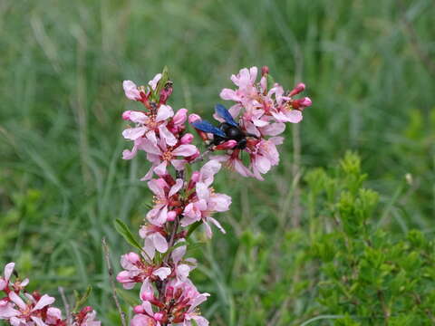 Plancia ëd Xylocopa valga Gerstäcker 1872