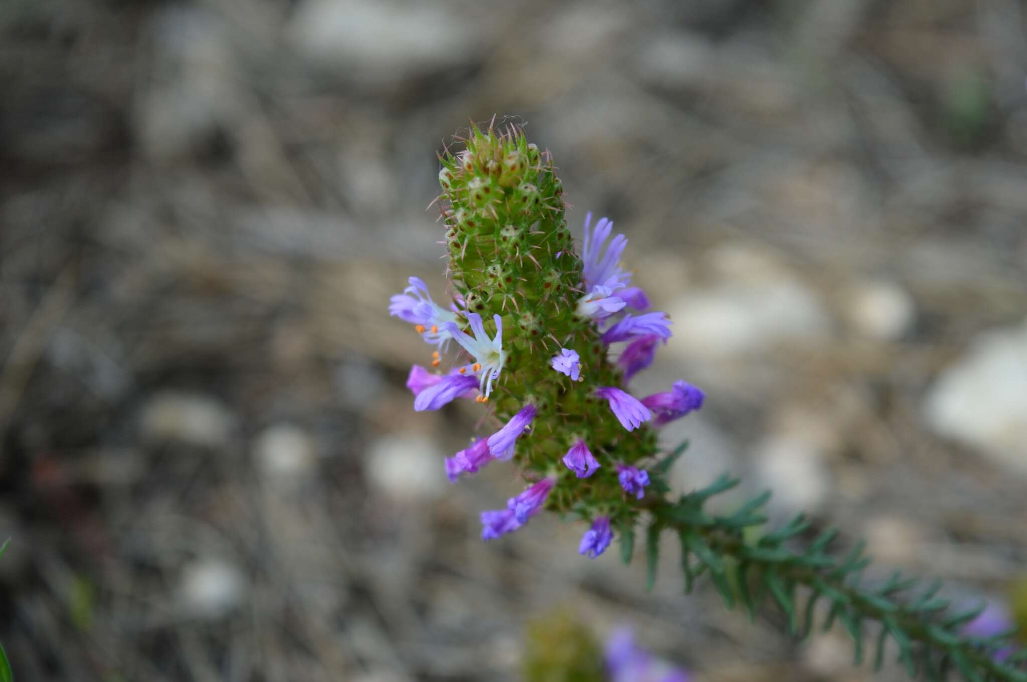 Image of Coris monspeliensis subsp. monspeliensis