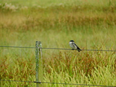 Image of White-rumped Swallow