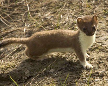 Image of ermine