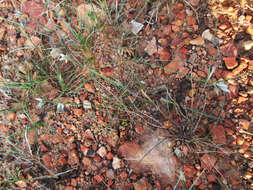 Image of Cyperus margaritaceus Vahl