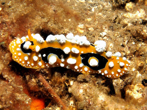 Image of Lumpy yellow eyespot slug