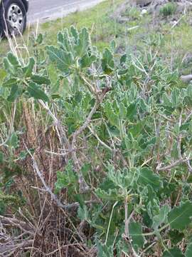 Sivun Salvia dominica L. kuva