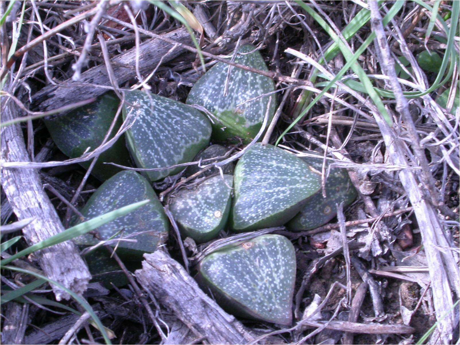 Слика од Haworthia pygmaea Poelln.