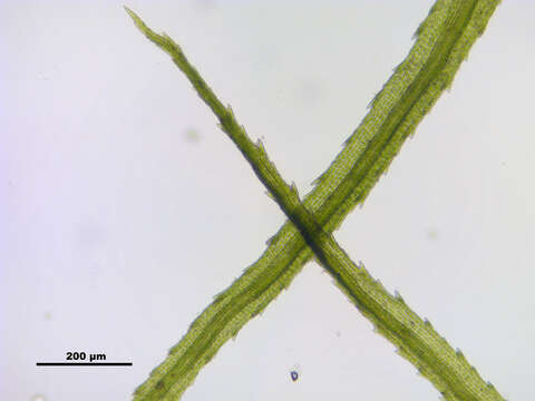 Image of Apple moss