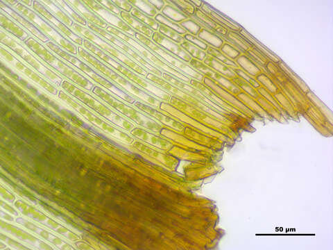 Image de Bartramia pomiformis Hedwig 1801