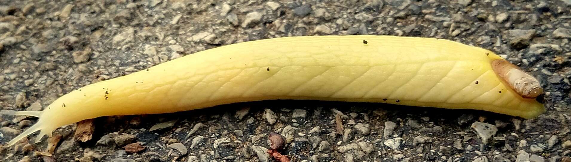 Image of Shelled slug