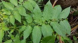 Image of Solanum chacoense Bitter