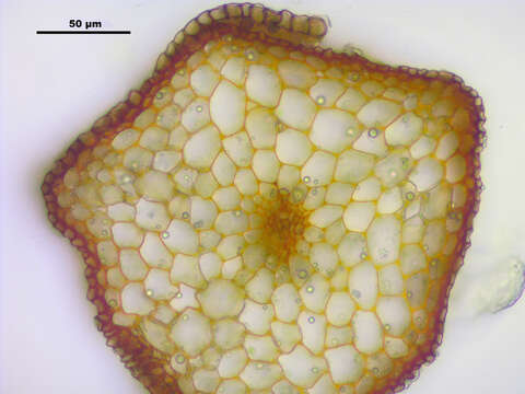 Image de Bartramia pomiformis Hedwig 1801