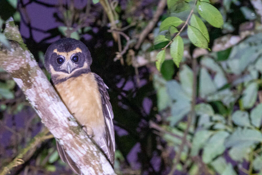 Image of Tawny-browed Owl