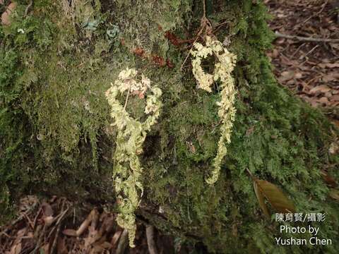 Plancia ëd Dryopteris wuzhaohongii Li Bing Zhang