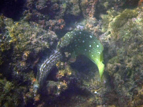 Image of Jewel moray