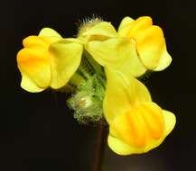 Image of Linaria salzmannii Boiss.