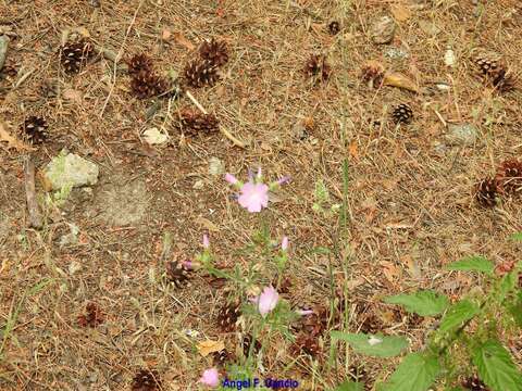 Image of Malva tournefortiana L.