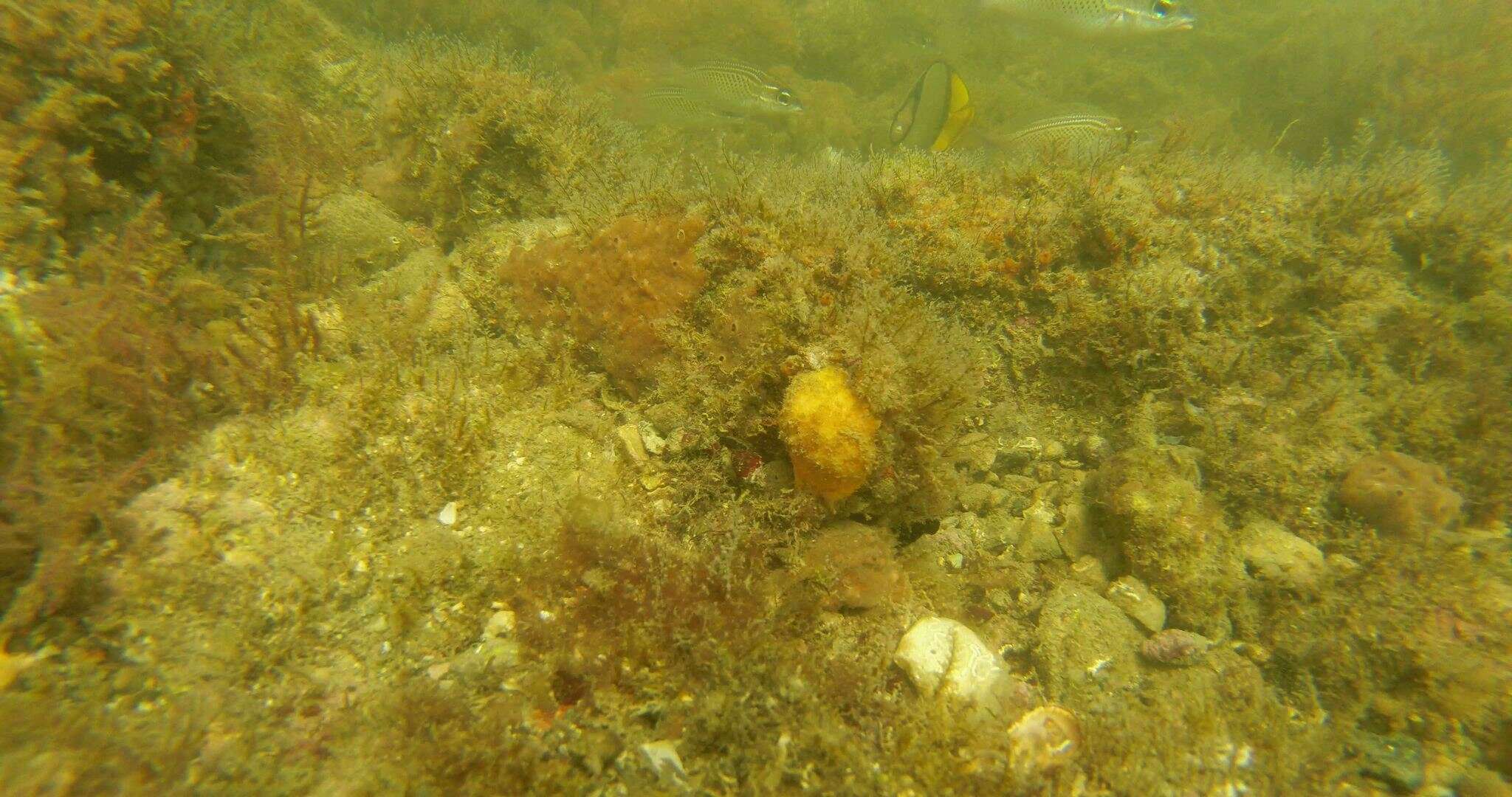 Image of Horseshoe butterflyfish