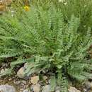 Image of Astragalus sewertzowii Bunge