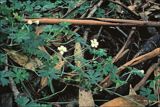 Imagem de Geranium potentilloides L'Hér. ex DC.