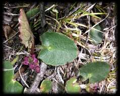 Imagem de Hydrocotyle jacksonii M. Hiroe