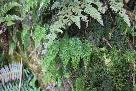 Image of Hymenophyllum inaequale (Poir.) Desv.