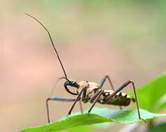 Image of Rhynocoris neavei Bergroth 1912