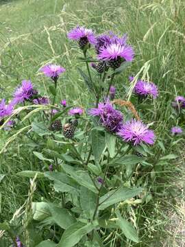 Image of alpine knapweed