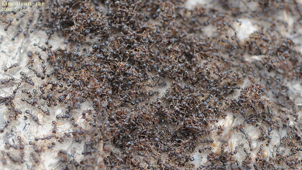 Image of Japanese Pavement Ant