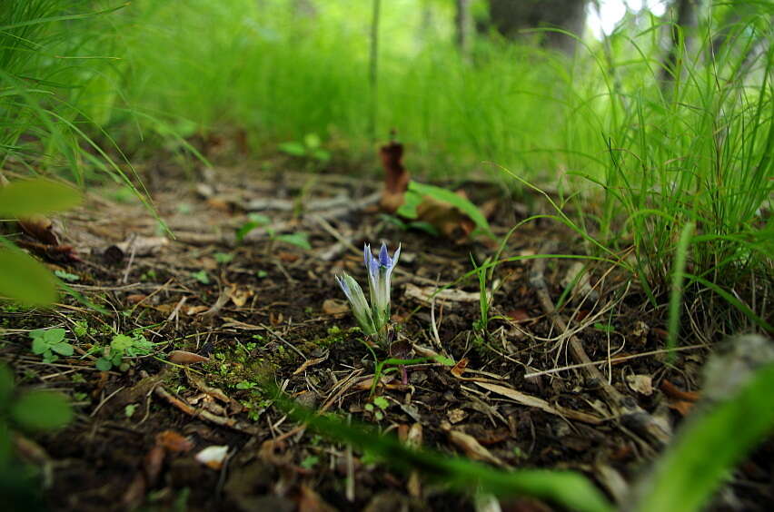 Image of Gentiana zollingeri Fawcett