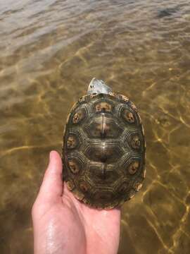 Image of Malaclemys terrapin macrospilota (Hay 1904)