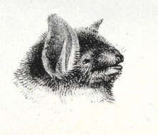 Image de Myotis chiloensis (Waterhouse 1840)