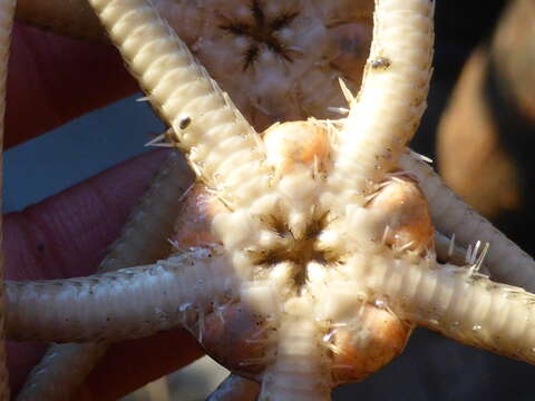 Image of Notched brittle star