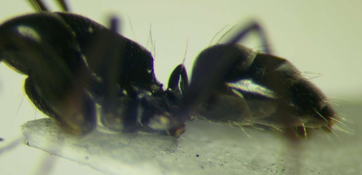 Camponotus gestroi Emery 1878的圖片