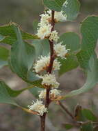 Image of pincushion tree