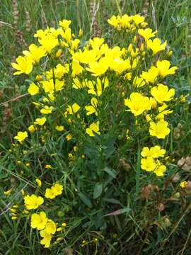 Image of golden flax