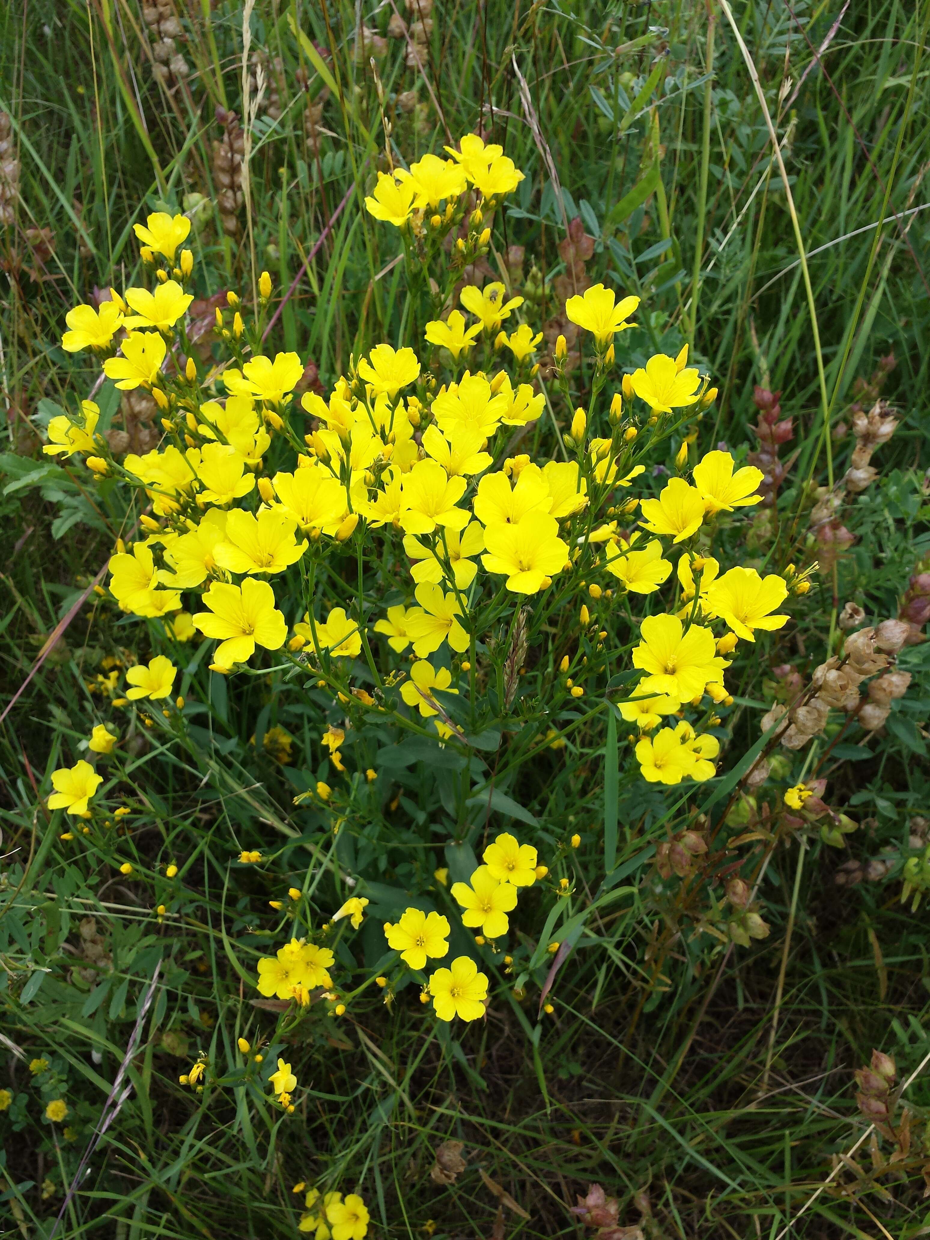 Image of golden flax